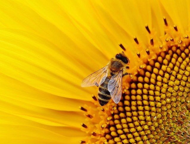 help save the bees