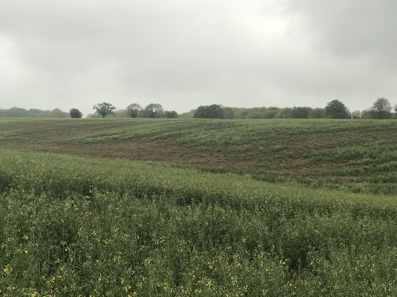 Rape field after cabbage stem flea beetle attack