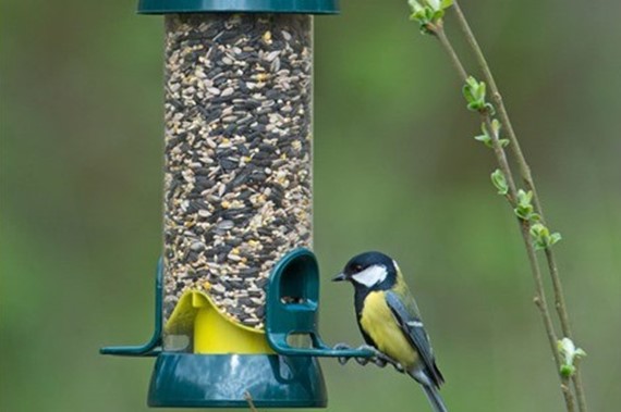 Benefits of feeding birds