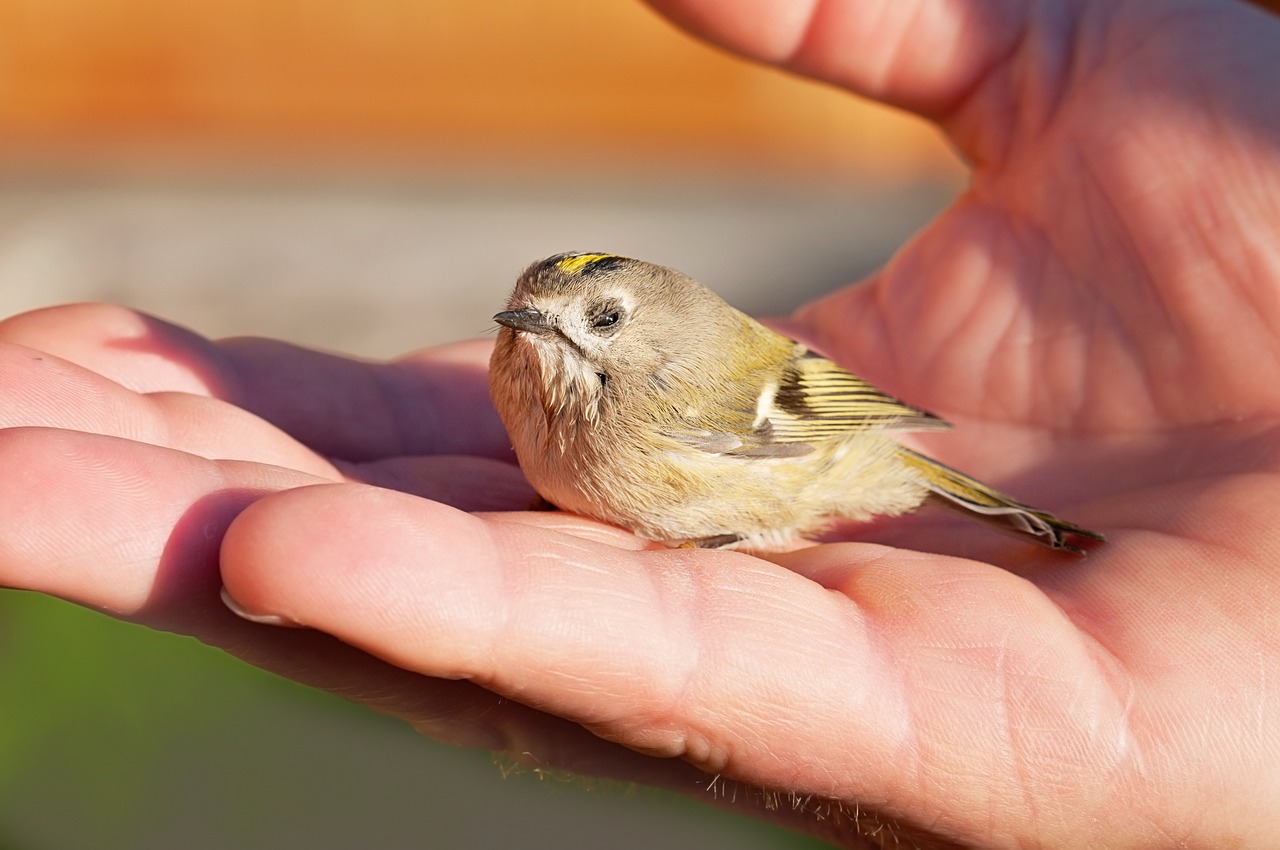 Sick firecrest