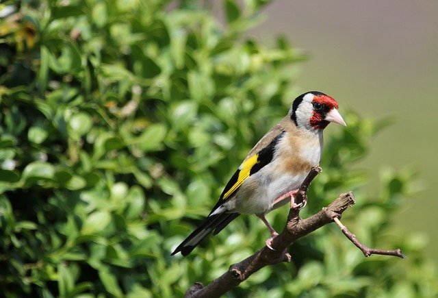 Goldfinch