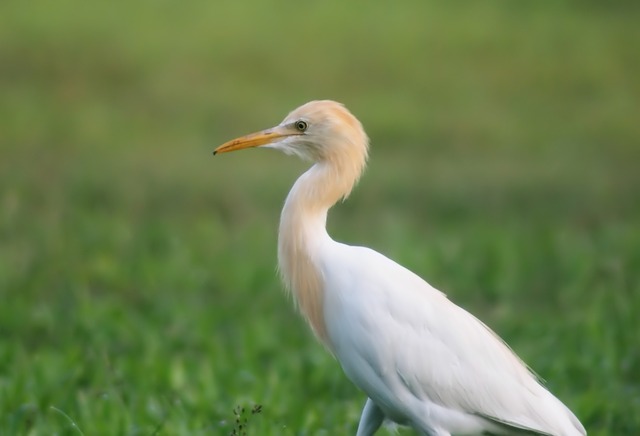 cattle egret