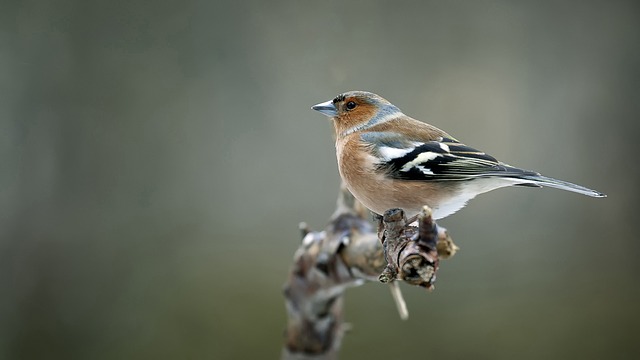 Chaffinch