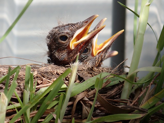 blackbird breeding