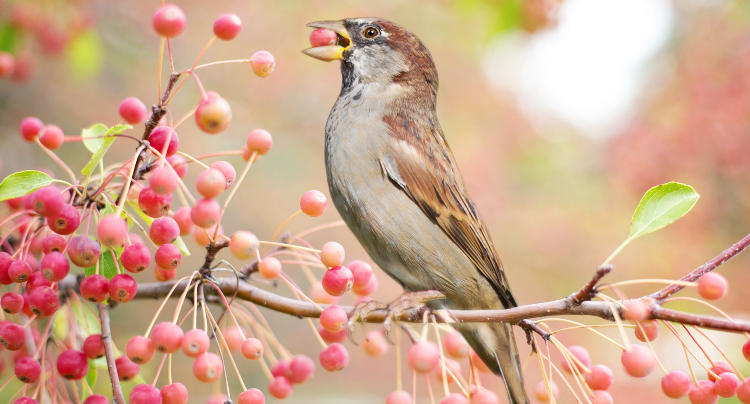 bird in bush eating redish pink berries