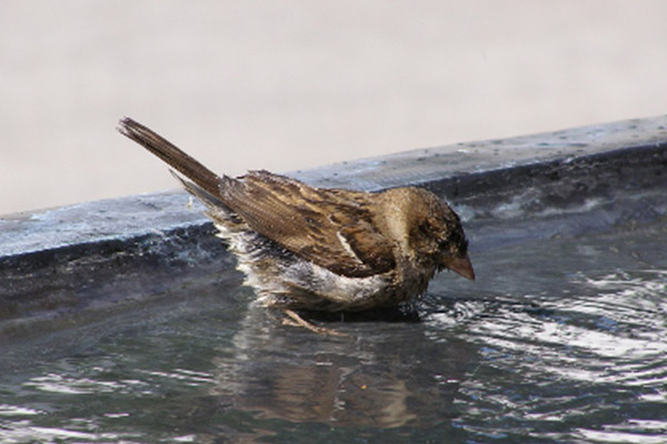 bird bathing in water