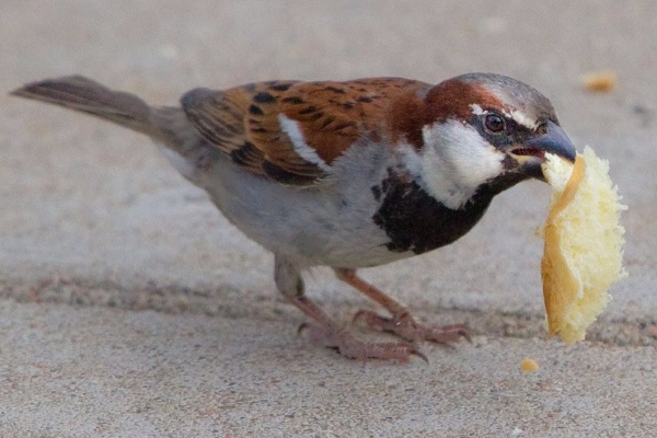 Bird with a scrap of food in its beak
