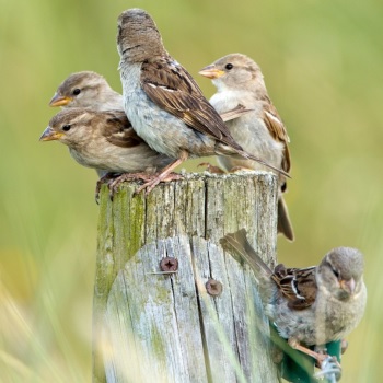 Bird family
