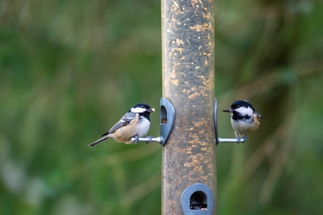 bird feeder maintenance