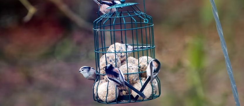 Bird feeding for beginners