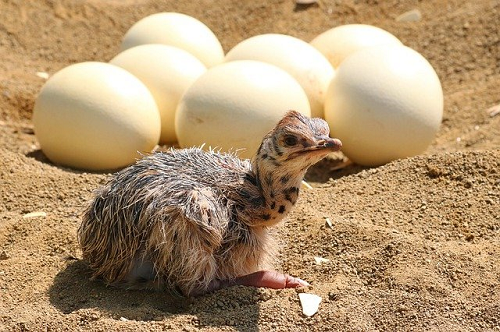 why did birds evolve