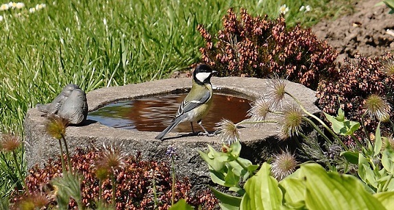 Bird on a garden bird bath