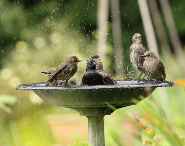 Birds bathing