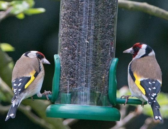 Birds eating niger seed