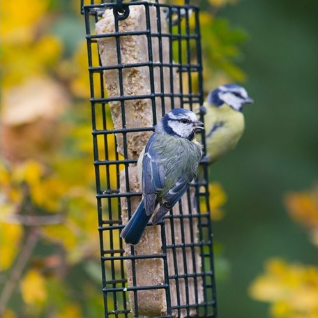 Birds eating suet cakes from a garden feeder