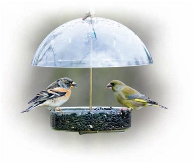Birds Feeding in Wet Weather