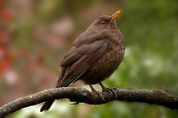 blackbird