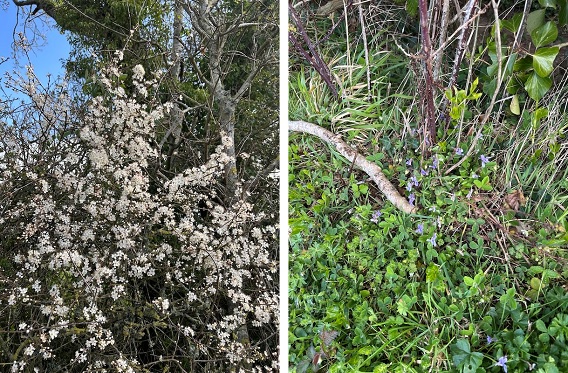 Blackthorn in flower (left) and spring violets (right)
