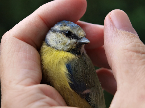 baby blue tit