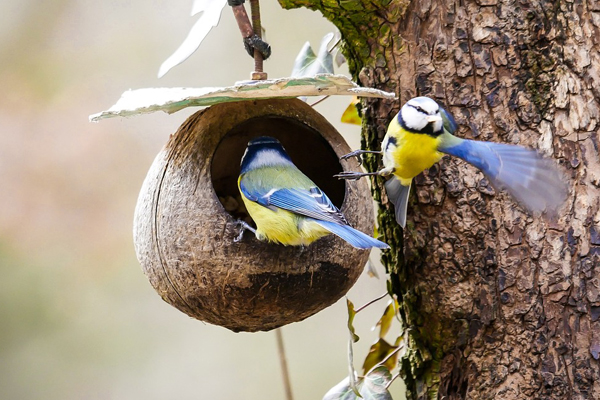 Feeding birds in a small garden