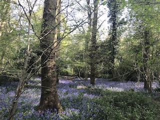 Bluebell wood