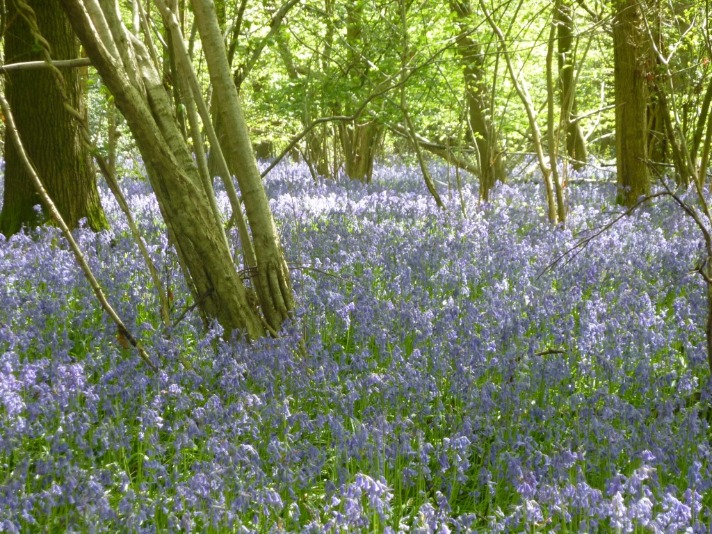 Wood full of bluebells