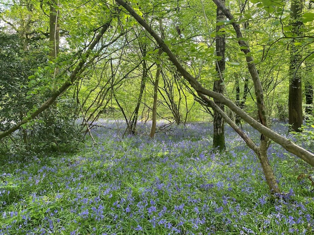 Bluebells in the woods