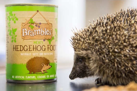 Brambles meaty hedgehog food