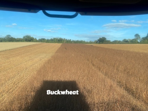 Buckwheat crop on Street End Farm, Hampshire, UK
