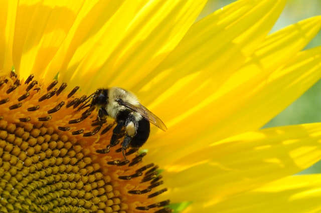 bumble bee hovering around bright yellow sun flower