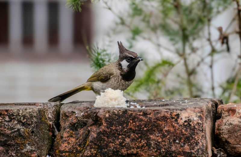 Can Birds Eat Rice?