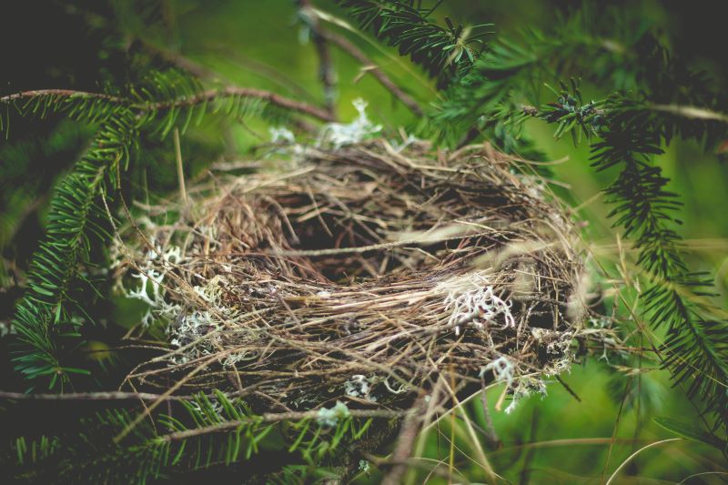 can birds use human hair for nests