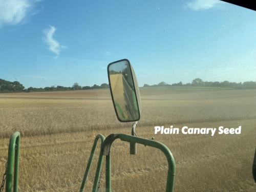 Canary seed crop on Street End Farm, Hampshre, UK