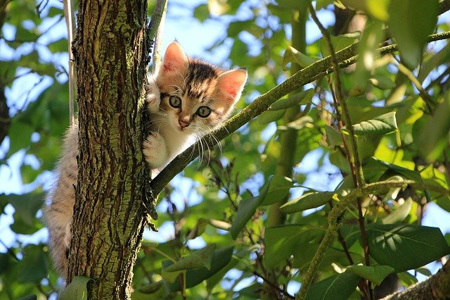 how to keep cats away from bird feeders