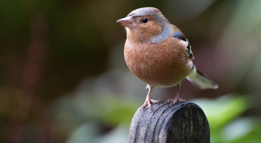 Chaffinch