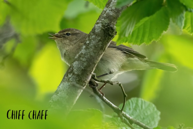 Chiffchaff singing