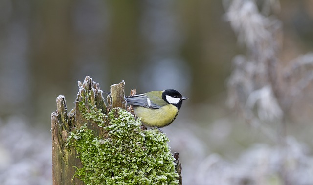 how to photograph birds, bird photography tips