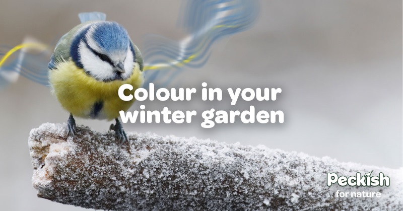 Colour in your garden