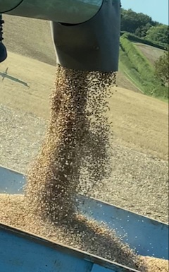 Harvesting spring beans