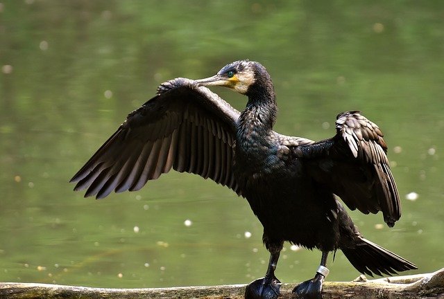 cormorant