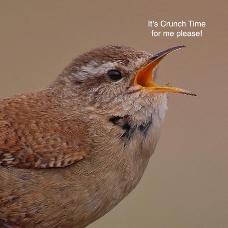 Crunch time for your garden birds