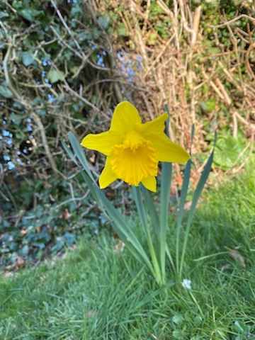 Daffodil