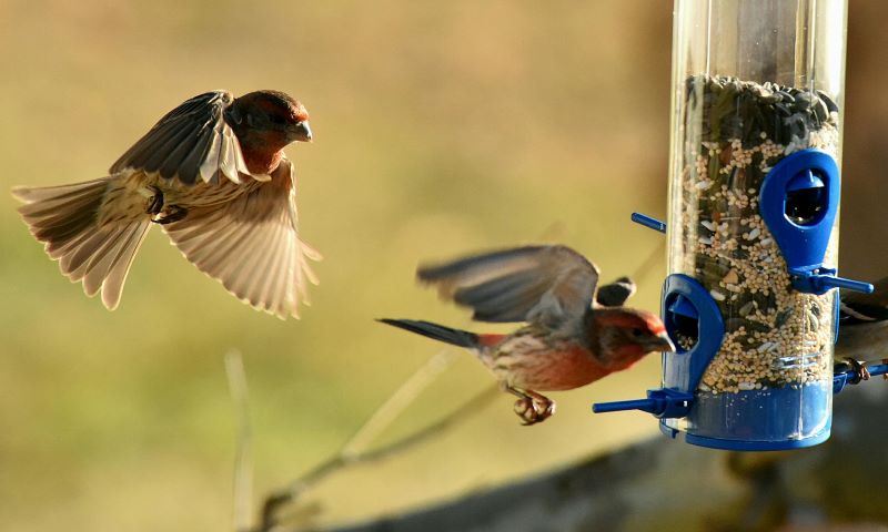 do all birds eat seeds