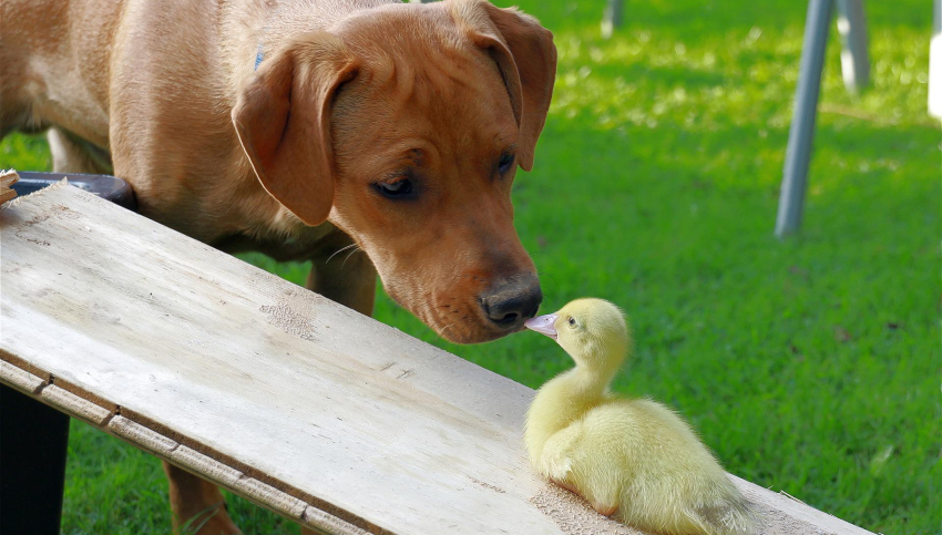 are bird seeds bad for dogs