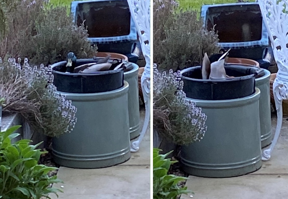 Duck bathing in a bucket