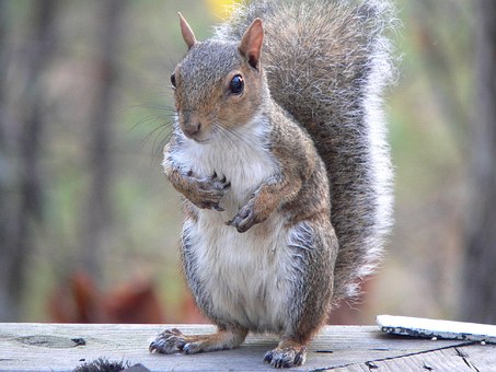Our Rwbfc Tips For Outsmarting Squirrels
