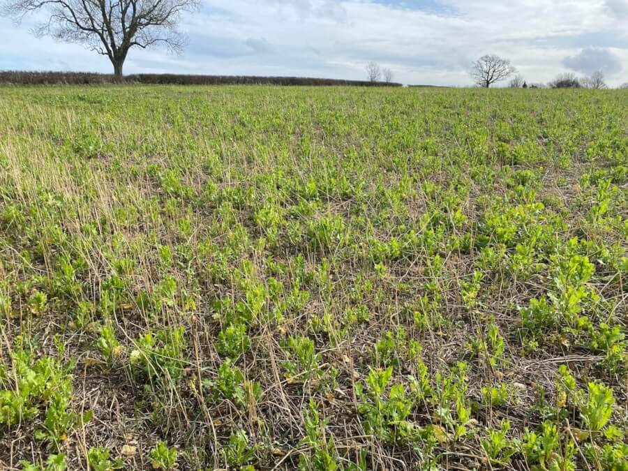 Cover crop