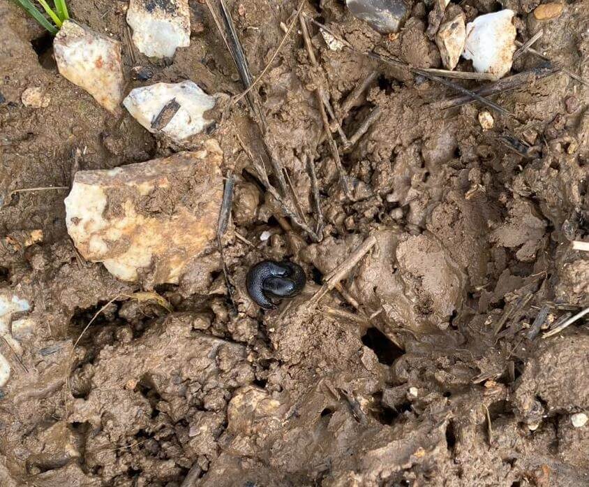 Slugs breeding at soil surface