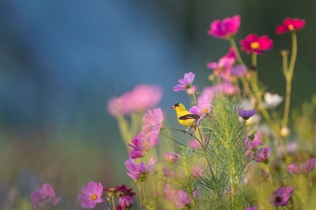 What to feed birds in spring