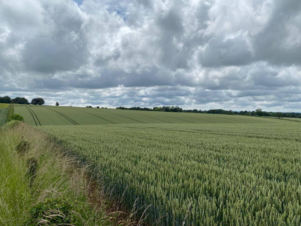 wheat under rainy skies